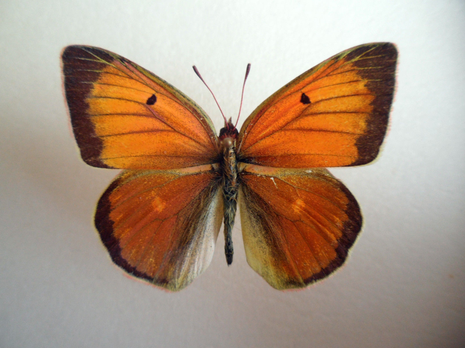 Colias Collection (russia)B (Gynandromorph) (Internet Image property of respective owner, non-commercial use only)